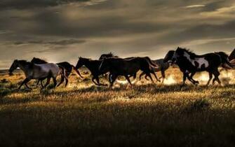 Wild Wallpaper HD Net
