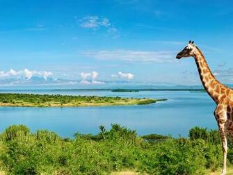 Giraffe At Nile River 4k Ultra HD Wallpaper Net