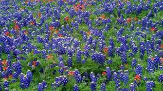 Texas Country Desktop Wallpaper Top