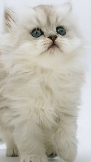 Cat iPhone Wallpaper