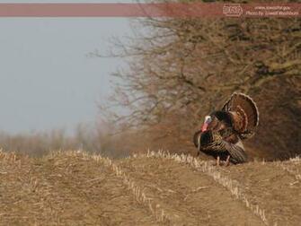 Wild Turkey