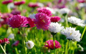 World S Top Beautiful Flowers Image Wallpaper Photos
