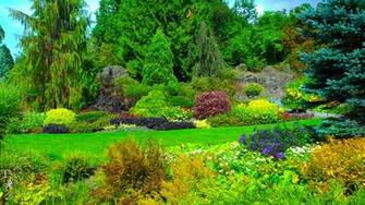 Bush HD Wallpaper Background Image