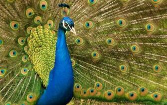 Keywords Peacock Wallpaper Desktopwallpaper
