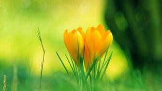 Flower Clock Wallpaper Android Apps On Google Play