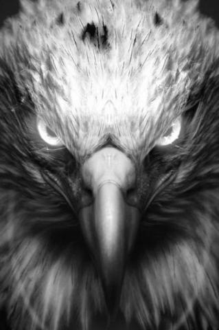 Wallpaper Eagle Cute