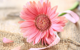 Pink Gerbera