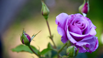 Wallpaper Of Purple Roses