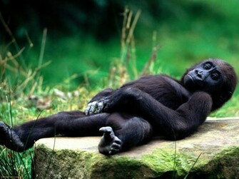 Very Sweet And Cute Animals Funny Gorilla Wallpaper