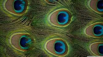 Wallpaper Of Peacock Feathers HD