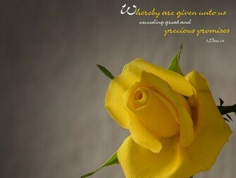 Yellow Wallpaper Rose HD