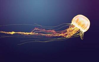 Jelly Fish Computer Wallpaper Desktop Background Id