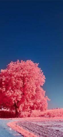 Pink And White Trees Under Blue Sky During Daytime iPhone
