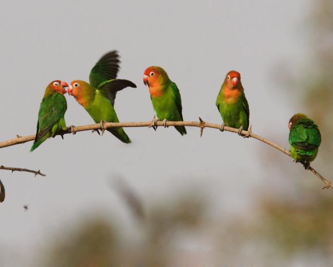 Bird Wallpaper HD Pictures Spice Up My Windows