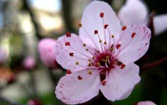 Pink Cherry Blossoms Wallpaper By Solitude12