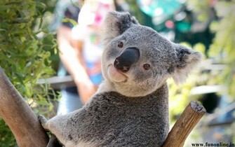 Koala Wallpaper Cute And Pretty Koalas HD