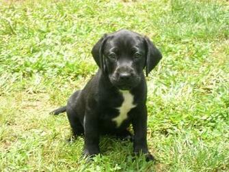 Bulldog Lab Mix American Gallery HD