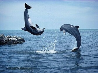 Dolphins Wallpaper High Definition Cool Nature