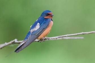 HD Wallpaper Desktop Swallow
