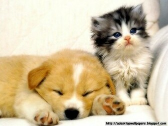Cat Wallpaper Pc Beautiful