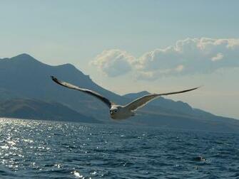 Seagull Px High Resolution