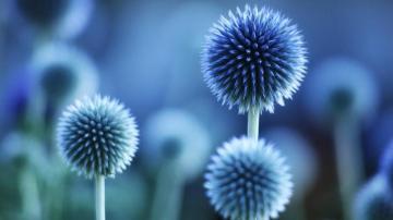 Photo Blue Flowers Blooming Flower