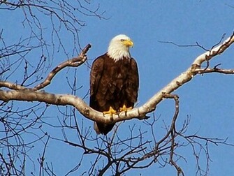 Bald Eagle Wallpaper Pictures