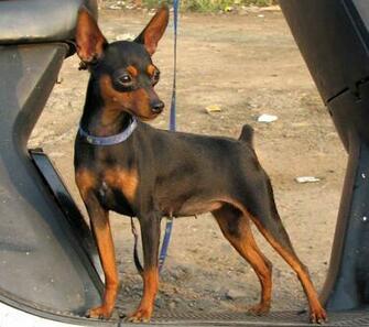 Miniature Pinscher Wallpaper Apps Directories