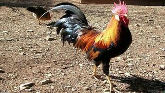 Big Rooster Wallpaper Open Walls