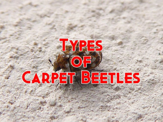 Types Of Carpet Beetles Wallpaper