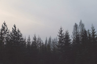 Forest Tree Line Wall Mural With Image Landscape Wallpaper