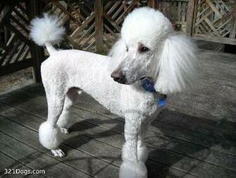 Standard Poodle Wallpaper Pictures Breed Information