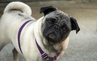 Cute Pug Wallpaper
