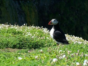 Puffin Wallpaper By Lhs Laurence