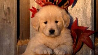 Cute Golden Retriever Wallpaper Dogs Photo