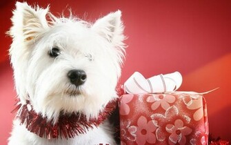 Westie Wallpaper