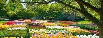 Wallpaper Spring Cover Photo Blooming