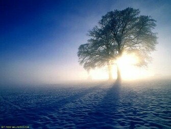 Winter Sun Wallpaper