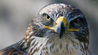Falcon Wallpaper Animal