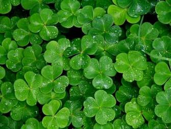 Saint Patrick S Day Shamrock Wallpaper High Definition