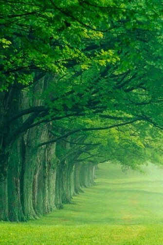 Nature Wallpaper For iPhone Pictures And