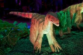 Velociraptor Dinosaur Wallpaper Click Picture For High Resolution HD