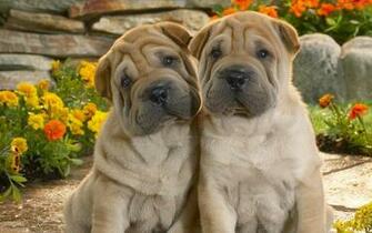 Lovely Sharpeis Couple Dog Flower Puppy Sharpei Sweet
