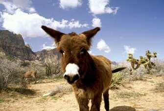 Nevada Donkey Animals Wallpaper Image With Donkeys