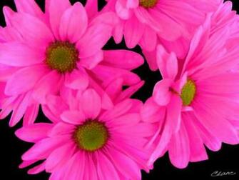 Pink Flower Wallpaper HD For Computer Beautiful Flowers Pictures