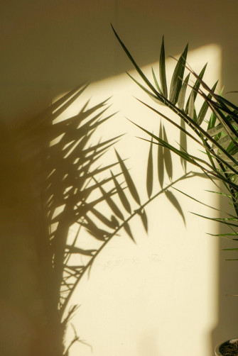 Plant Aesthetic Wallpaper