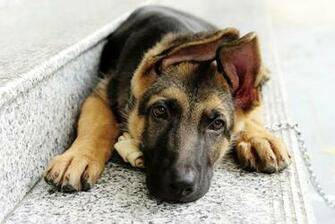 German Shepherd HD Wallpaper Background Image