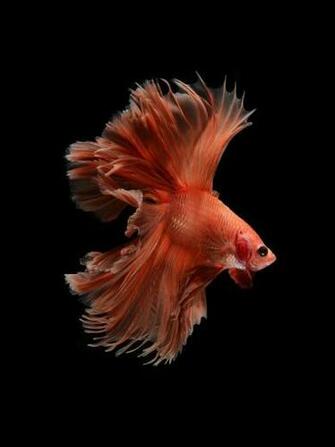 iPhone 6s Announced With Betta Background Live Tropical Fish