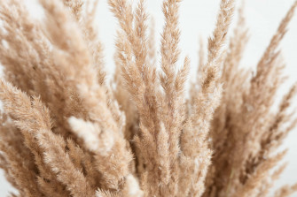 A Field Of Pampas Grass On Sunny Summer Day Wallpaper