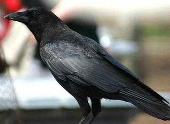 HD Wallpaper Pics Crow